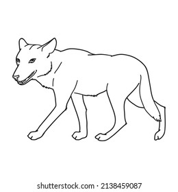 Gray wolf. Gray wolf. A predatory beast. Wild forest animal. Vector Engraved hand drawn Vintage old sketch for stamp, t-shirt or typography or badge.