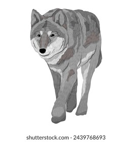 The gray wolf. Realistic vector predator