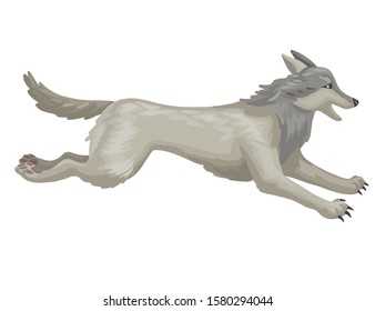 The gray wolf running. Canis lupus. Timber or western wolf. Wild animal character. Cartoon vector illustration isolated on white background