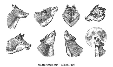 Gray wolf set. Gray wolf. A predatory beast. Wild forest animal. Vector Engraved hand drawn Vintage old sketch for stamp, t-shirt or typography or badge.