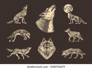 Gray wolf set. Gray wolf. A predatory beast. Wild forest animal. Vector Engraved hand drawn Vintage old sketch for stamp, t-shirt or typography or badge.