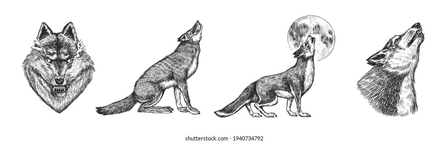 Gray wolf set. Gray wolf. A predatory beast. Wild forest animal. Vector Engraved hand drawn Vintage old sketch for stamp, t-shirt or typography or badge.