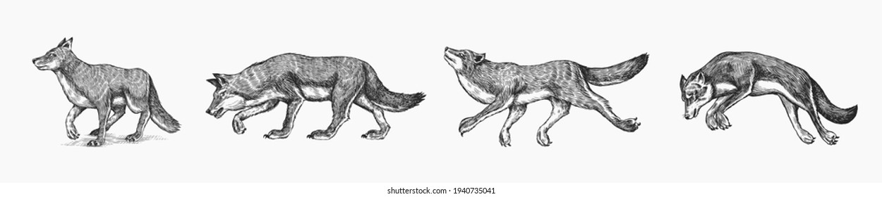 Gray wolf set. Gray wolf. A predatory beast. Wild forest animal. Vector Engraved hand drawn Vintage old sketch for stamp, t-shirt or typography or badge.