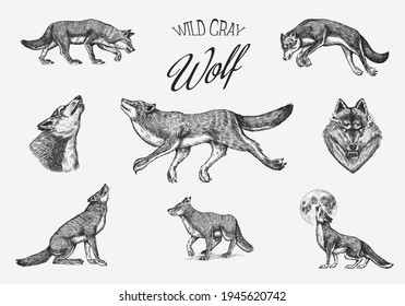 Gray wolf set  Gray wolf  A predatory beast  Wild forest animal  Vector Engraved hand drawn Vintage old sketch for stamp  t  shirt typography badge 