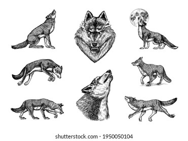 Gray wolf set. Gray wolf. A predatory beast. Wild forest animal. Vector Engraved hand drawn Vintage old sketch for stamp, t-shirt or typography or badge.