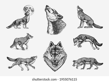 Gray wolf set. Gray wolf. A predatory beast. Wild forest animal. Vector Engraved hand drawn Vintage old sketch for stamp, t-shirt or typography or badge.