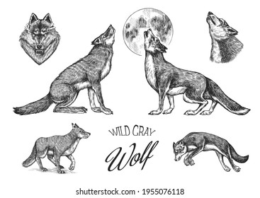 Gray wolf set. Gray wolf. A predatory beast. Wild forest animal. Vector Engraved hand drawn Vintage old sketch for stamp, t-shirt or typography or badge.