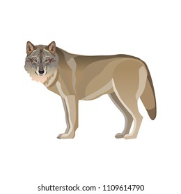 Gray wolf standing. Vector illustration isolated on white background