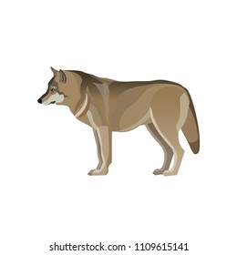 Gray wolf standing. Vector illustration isolated on white background
