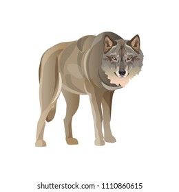 Gray wolf standing. Vector illustration isolated on white background