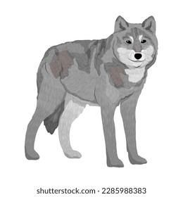 The gray wolf stands and looks ahead. Realistic vector predator