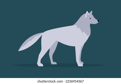 El lobo gris se para en cuatro patas, vista lateral