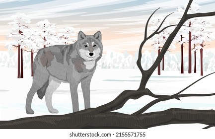 A gray wolf stands in a snowy winter field with a tree branch. Winter realistic vector landscape