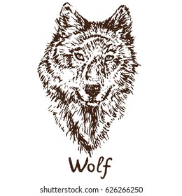 Gray Wolf (timber wolf or western wolf) face, hand drawn doodle, sketch in pop art style, vector illustration