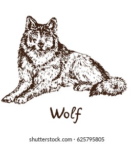 Gray Wolf (timber wolf or western wolf), hand drawn doodle, sketch in pop art style, vector illustration