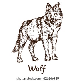 Gray Wolf (timber wolf or western wolf), hand drawn doodle, sketch in pop art style, vector illustration