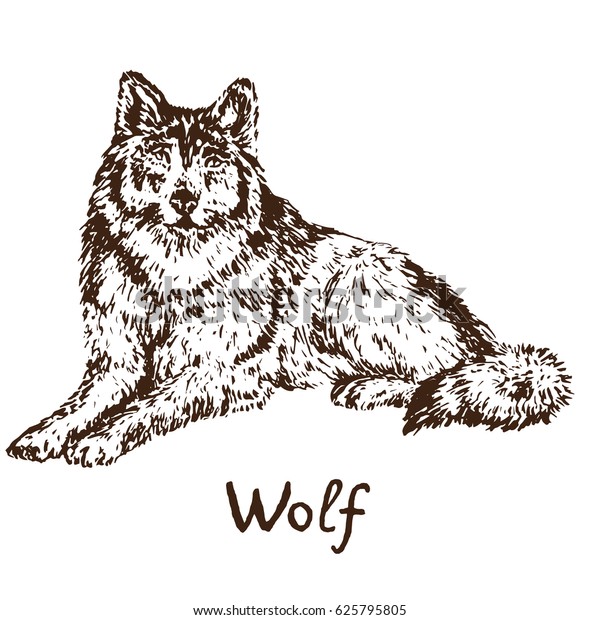 Gray Wolf Timber Wolf Western Wolf Stock Vektorgrafik Lizenzfrei