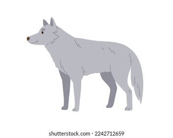 Gray wolf, wild forest animal. Woods hunter, predator. Canine beast, carnivore of Northern woodland. North dog-like mammal. Colored flat vector illustration isolated on white background