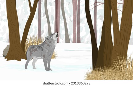 Lobo gris en el bosque invernal. El lobo aulló con la cabeza hacia arriba. Paisaje vectorial realista invernal