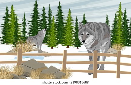 Los lobos grises aullan en el bosque de abetos cerca de la cerca. Lobos en el pueblo. Vector realista animal carnívoro salvaje