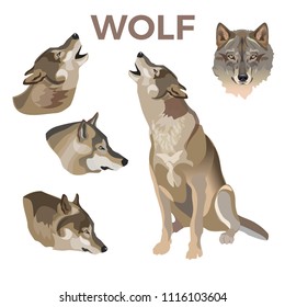 Gray wolves set. Vector illustration isolated on white background