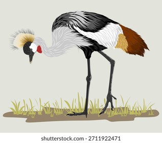 Las grúas de corona gris se alimentan. Ilustración vectorial de la Grulla de Corona Gris (Balearica regulorum), representación de esta icónica especie de grulla africana con sus distintivas plumas de corona dorada.