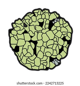 Gray-green scale lichen Rhizocarpon geographical Rhizocarpon geographicum