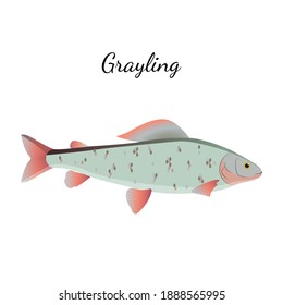 Grayling river fish with name subscription. Grayling isolated on white background. Big fish. Vector illustration