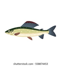 Grayling salmon thymallus fish