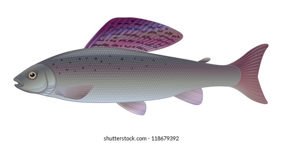 Grayling - (Thymallus thymallus) Freshwater Sport Angler Fish
"Full compatible CMYK gradients"