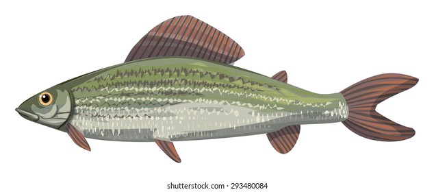 The grayling (Thymallus thymallus),freshwater fish in the salmon family Salmonidae, vector illustration