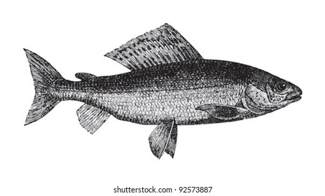 Grayling (Thymallus vulgaris) / vintage illustration from Meyers Konversations-Lexikon 1897