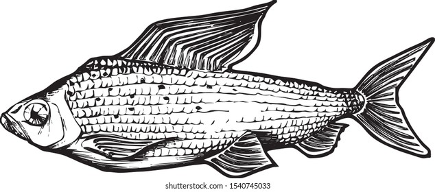 Grayling, vector illustration, hand-made graphics for packaging, labels, tattoos, menuos