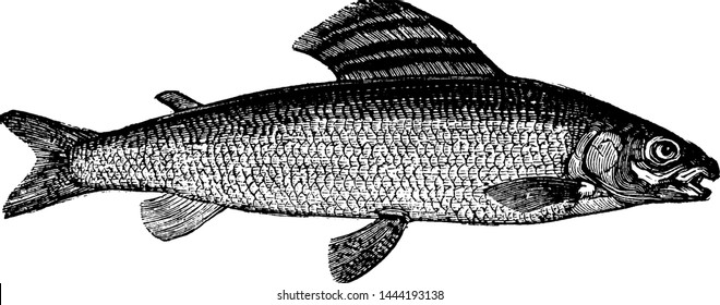 Grayling, vintage engraved illustration drawing