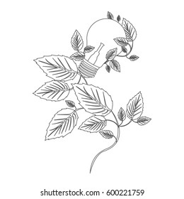 grayscale contour with light bulbs and creeper plant vector illustration