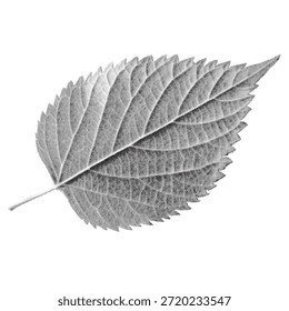 Grayscale leaf isolated on white background. Detailed botanical texture with visible veins. Minimal nature element for design, print, and education use.