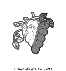 grayscale silhouette with bunch of grapes icon vector illustration