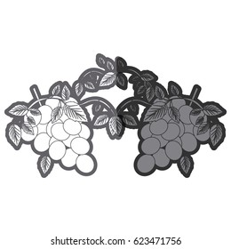 grayscale silhouette with two bunch of grapes vector illustration