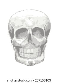Grayscale Skull on white background. Vector illustration.