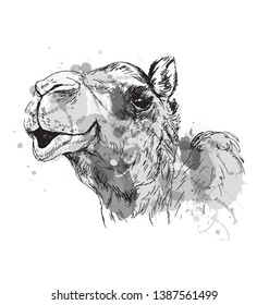 Grayscale vector sketch of the head of a camel