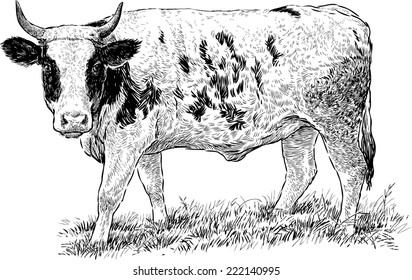 grazed cow