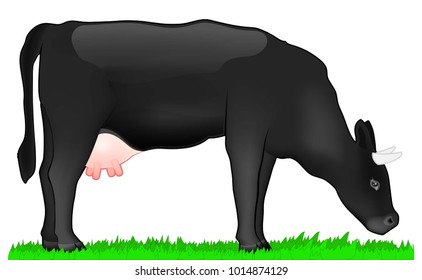 Grazing black cow