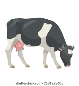 Grazing black and white cow on white background. Vector illustration