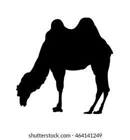 Grazing Camel Silhouette on White Background. Black and white isolated vector illustration.