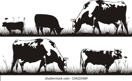 grazing cattle - cow and bull