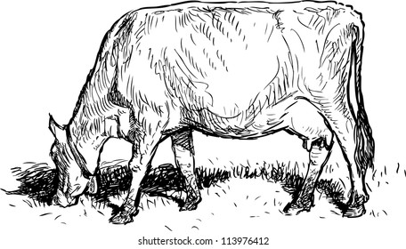 grazing cow