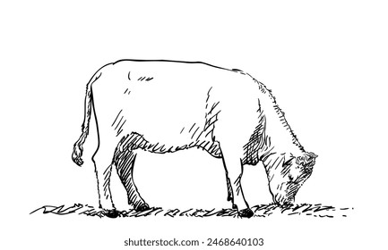 Grazing cow hand drawn illustration isolated, Vector sketch of farm animal eating grass