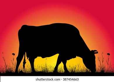 grazing cow on the background of sunrise