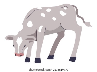 Grazing cow or small calf, agriculture and livestock breeding and growth at farm. Ecological and organic products for sale, dairy meals, and food offerings from farmers. Vector in flat style