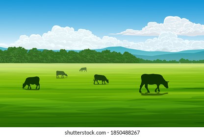 Grazing cows in green grassland